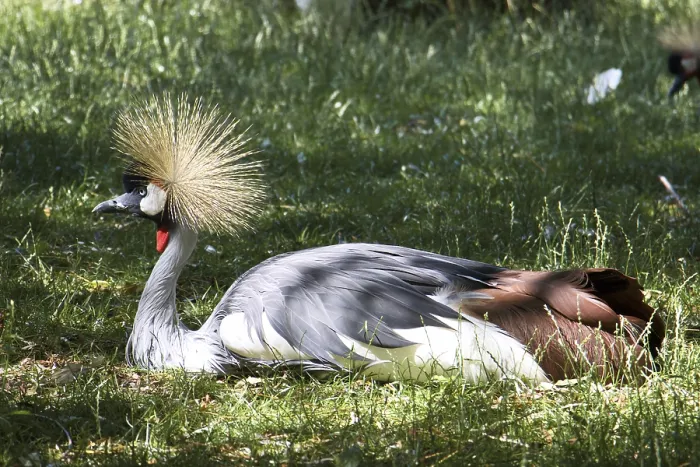 Framed Print : Crowned crane (Balearica pavonina)