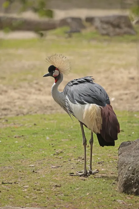 Framed Print : Crowned crane (Balearica pavonina)