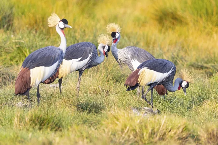 Framed Print : Crowned Crane (Balearica regulorum) courtship behavier South Luangwa NP Zambia August