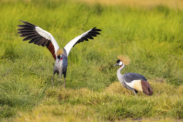 Framed Print : Crowned Crane (Balearica regulorum) courtship behavier South Luangwa NP Zambia August