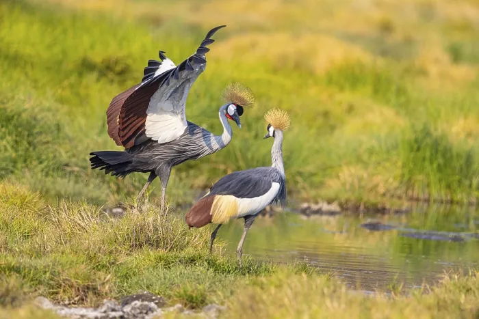 Framed Print : Crowned Crane (Balearica regulorum) courtship behavier South Luangwa NP Zambia August