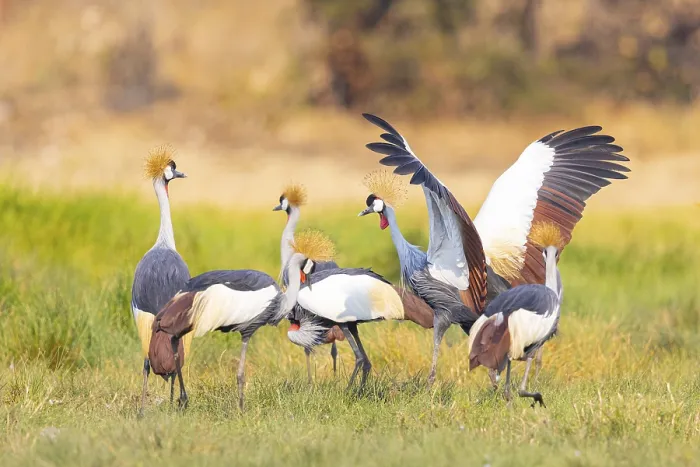 Framed Print : Crowned Crane (Balearica regulorum) Zambia