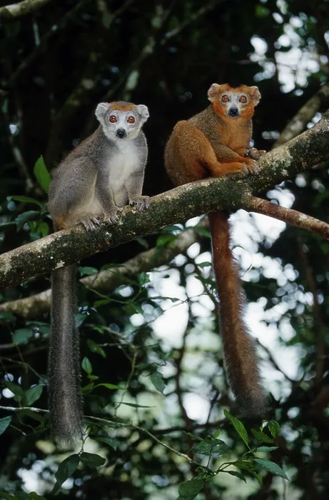 Framed Print : Crowned (Lemur coronatus) Lemurs (Eulemur coronatus)