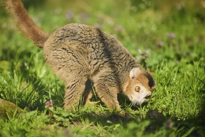 Framed Print : Crowned lemur (Eulemur coronatus) on a meadow Framed Print : Crowned lemur (Eulemur coronatus) on a meadow
