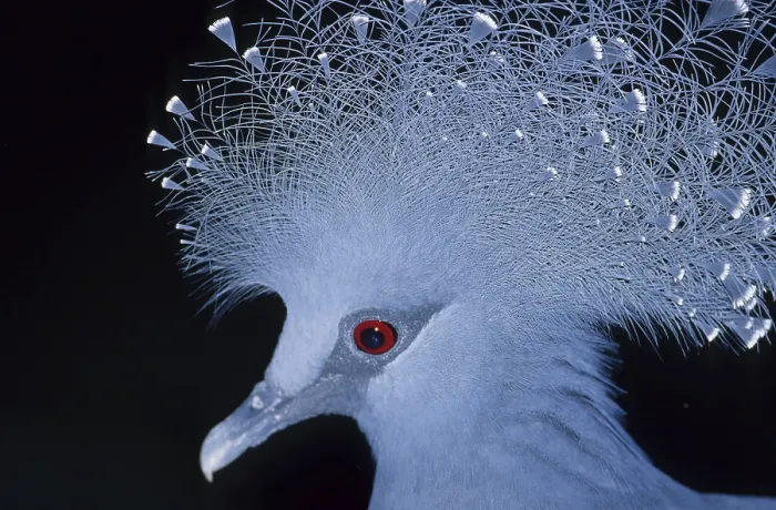 Framed Print : Crowned pigeon (Goura cristata) Framed Print : Crowned pigeon (Goura cristata)