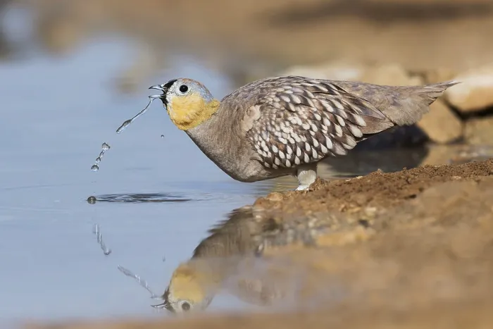 Framed Print : Crowned Sandgrouse (Pterocles coronatus) male drinking