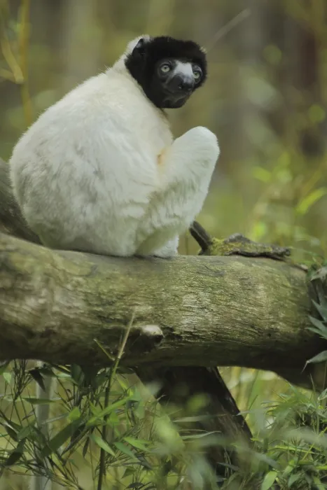 Framed Print : Crowned sifaka (Propithecus coronatus)