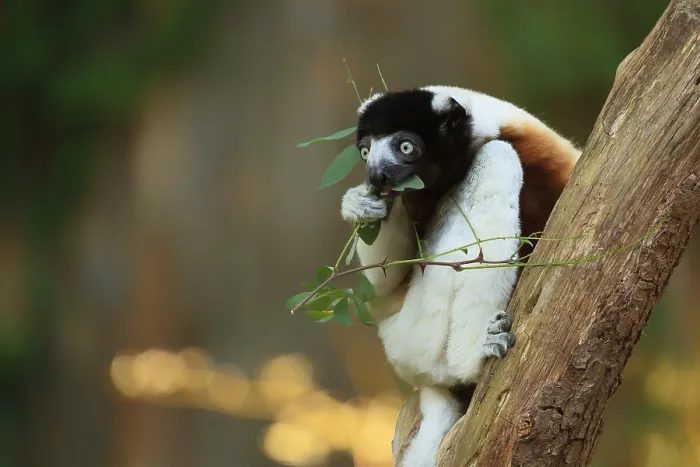 Framed Print : Crowned sifaka (Propithecus coronatus) Framed Print : Crowned sifaka (Propithecus coronatus)