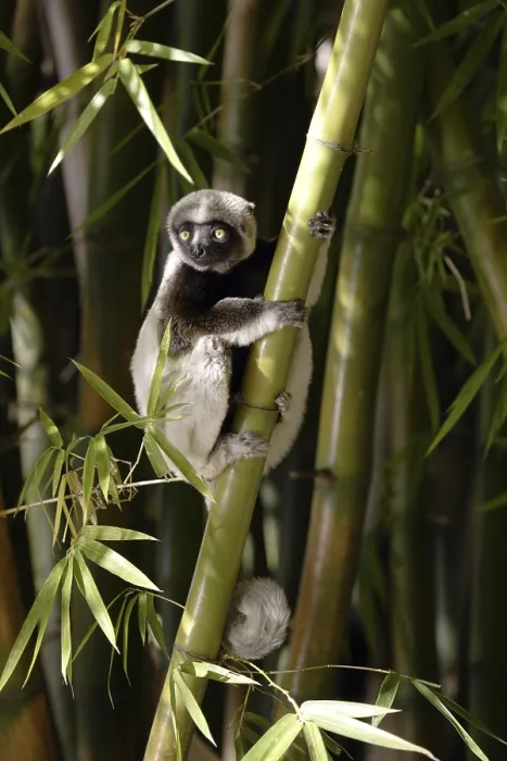 Framed Print : Crowned Sifaka (Propithecus verreauxi coronatus) Framed Print : Crowned Sifaka (Propithecus verreauxi coronatus)