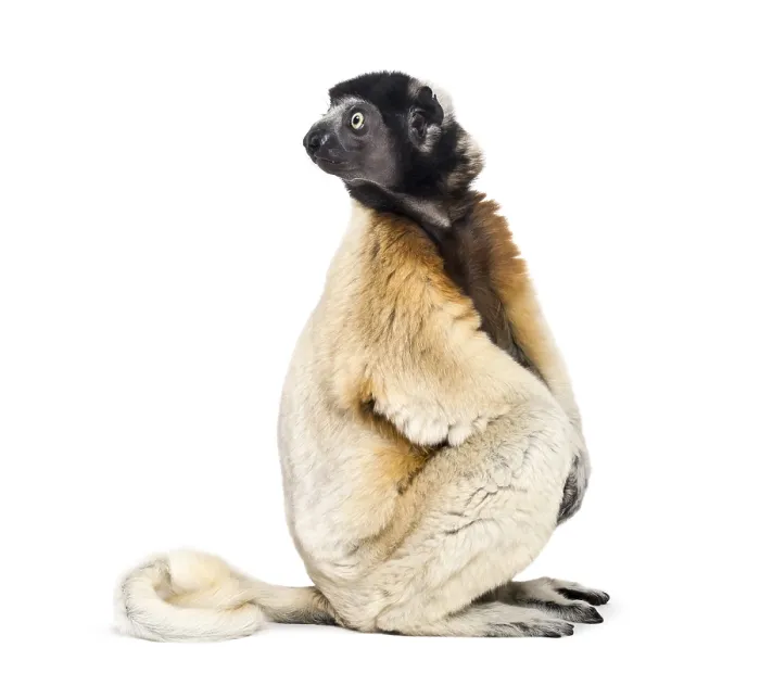 Framed Print : Crowned Sifaka sitting against white background Framed Print : Crowned Sifaka sitting against white background
