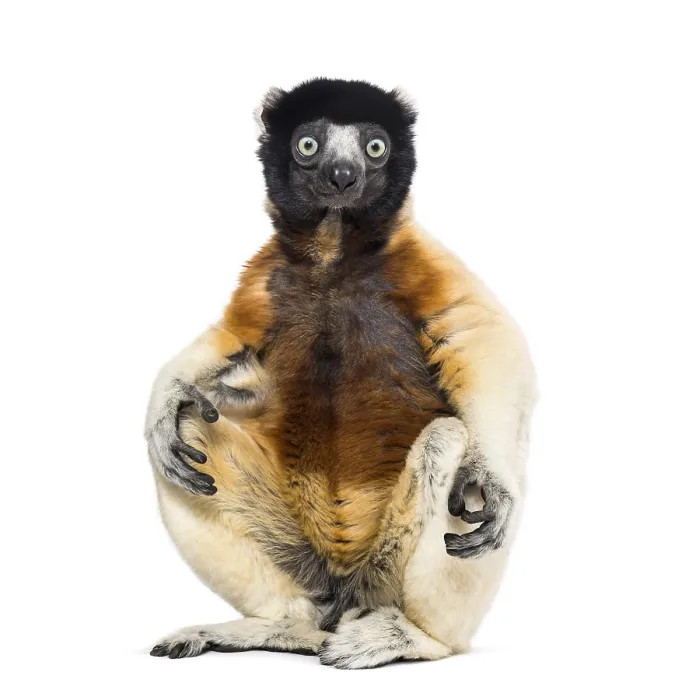 Framed Print : Crowned Sifaka sitting against white background