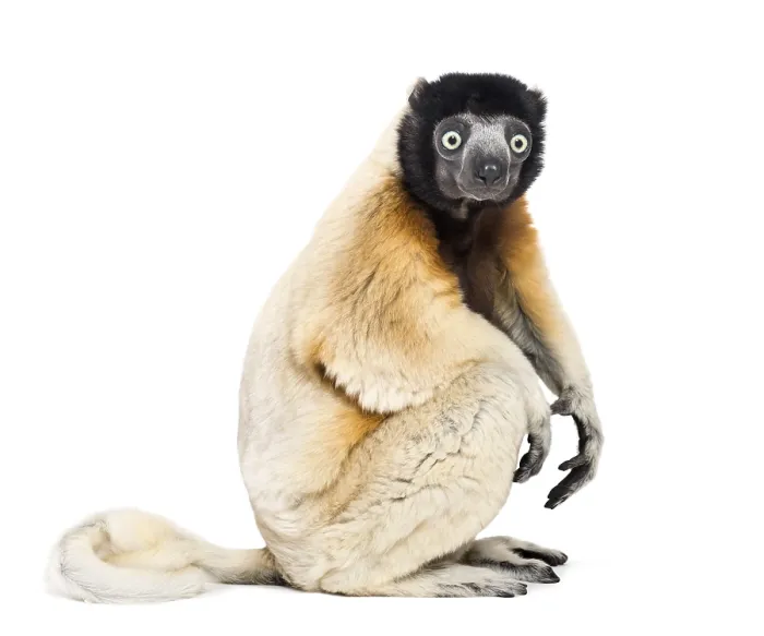 Framed Print : Crowned Sifaka sitting against white background
