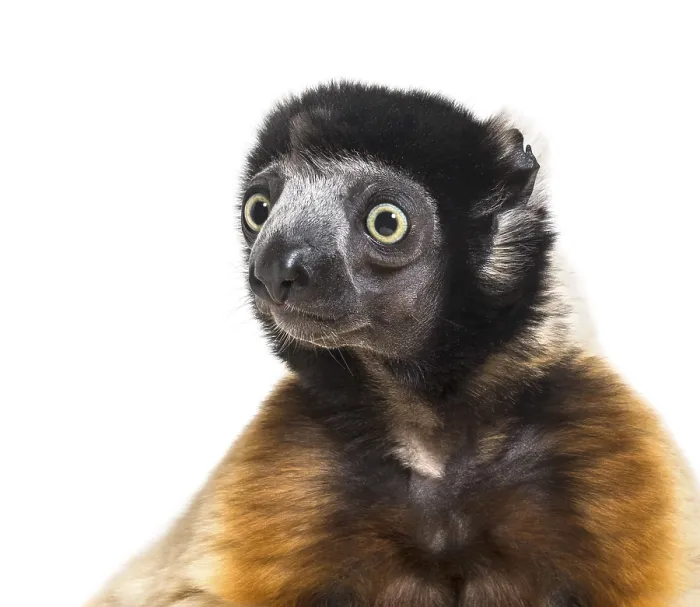 Framed Print : Crowned Sifaka against white background Framed Print : Crowned Sifaka against white background