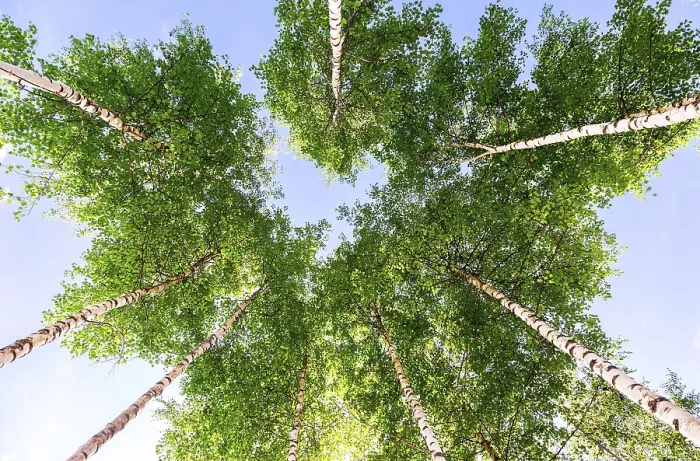 Framed Print : Crowns of tall birch trees in the forest against a blue sky