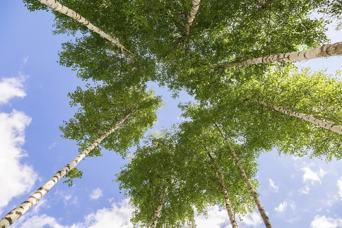 Framed Print : Crowns of tall birch trees above his head in the forest against a blue sky Framed Print : Crowns of tall birch trees above his head in the forest against a blue sky
