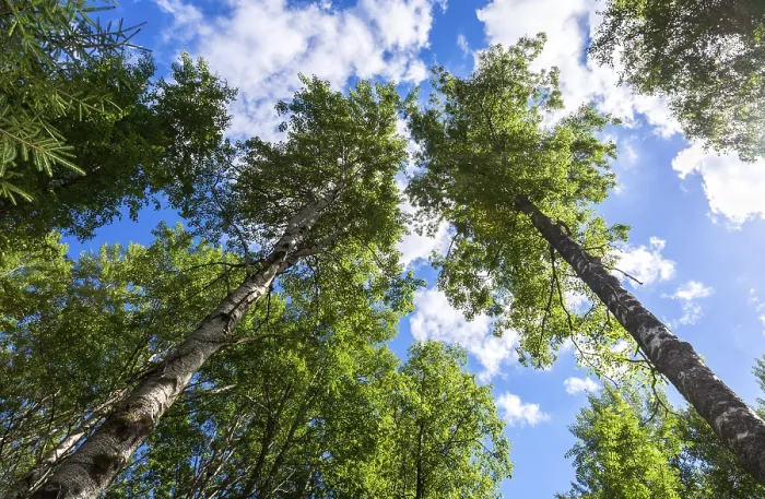 Framed Print : Crowns of tall birch trees above his head in the forest against a blue sky Framed Print : Crowns of tall birch trees above his head in the forest against a blue sky