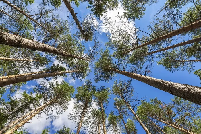 Framed Print : Crowns of tall pine trees in the forest against a blue sky in sunny day