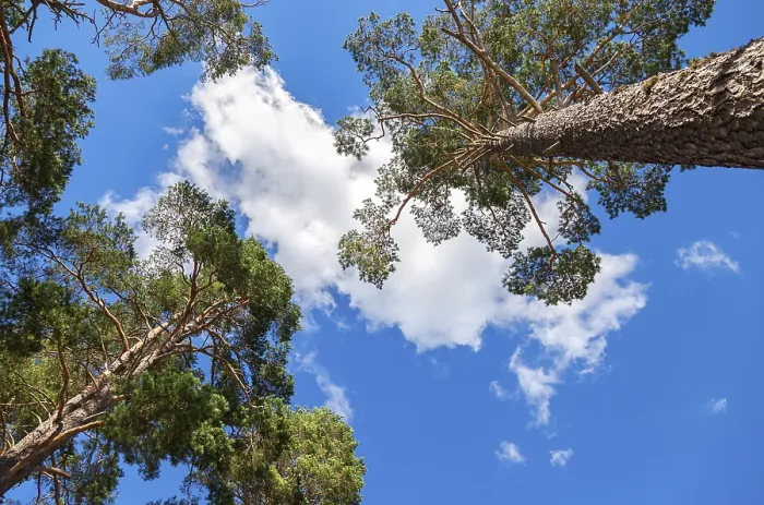 Framed Print : Crowns of tall pine trees above his head in the forest against blue sky