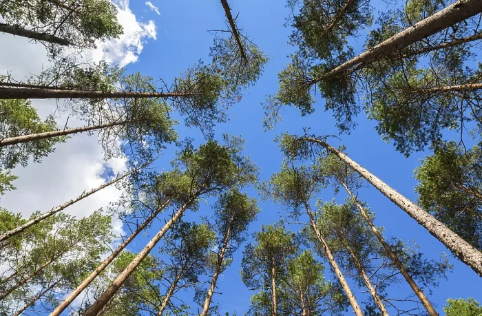 Framed Print : Crowns of tall pine trees above his head in the forest against a blue sky Framed Print : Crowns of tall pine trees above his head in the forest against a blue sky