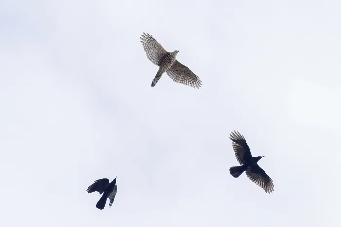 Framed Print : Two crows (Corvus corone) chase a hawk (Accipiter gentilis)