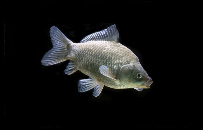 Framed Print : Crucian carp (Carassius carassius)
