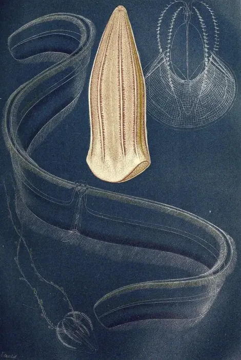 Framed Print : Ctenophores: 1. beroe forskalii, 2