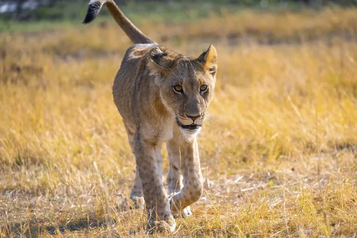 Framed Print : Cub, lion (Panthera Leo) in grass Framed Print : Cub, lion (Panthera Leo) in grass