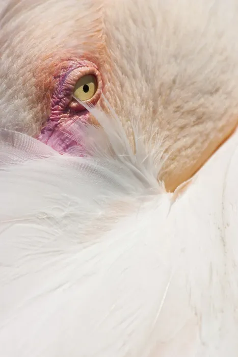 Framed Print : Detail of Cuban Flamingo Framed Print : Detail of Cuban Flamingo