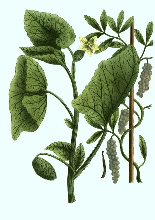 Framed Print : Cubeba, Cubeb pepper, Piper cubeba