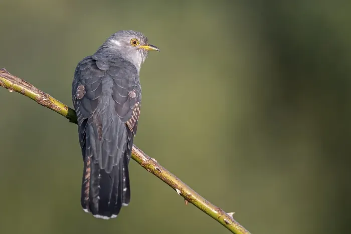 Framed Print : Cuckoo (Cuculus canorus), perched
