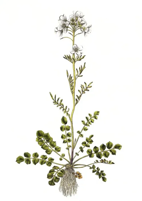 Framed Print : Cuckoo flower (Cardamine pratensis) Framed Print : Cuckoo flower (Cardamine pratensis)