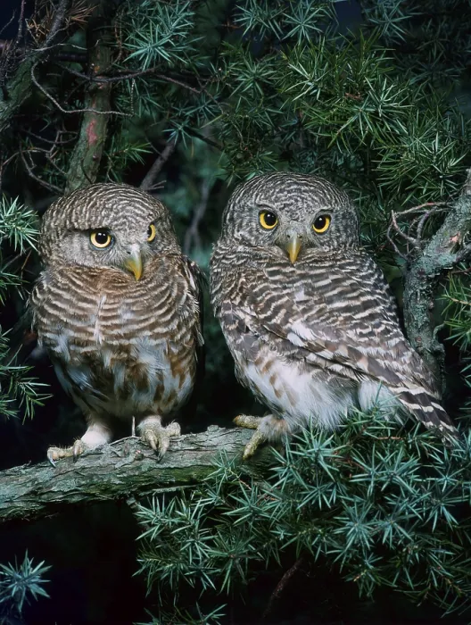 Framed Print : Cuckoo owls (Glaucidium cuculoides), banded owl