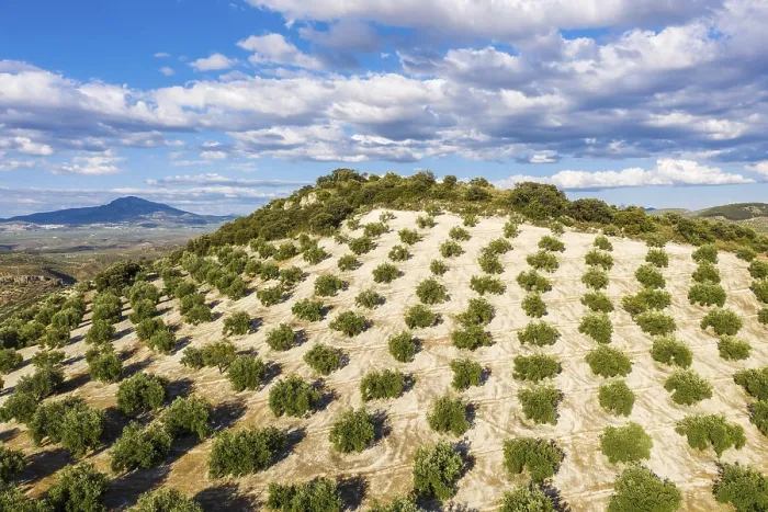 Framed Print : Cultivated olive trees (Olea europaea) Framed Print : Cultivated olive trees (Olea europaea)