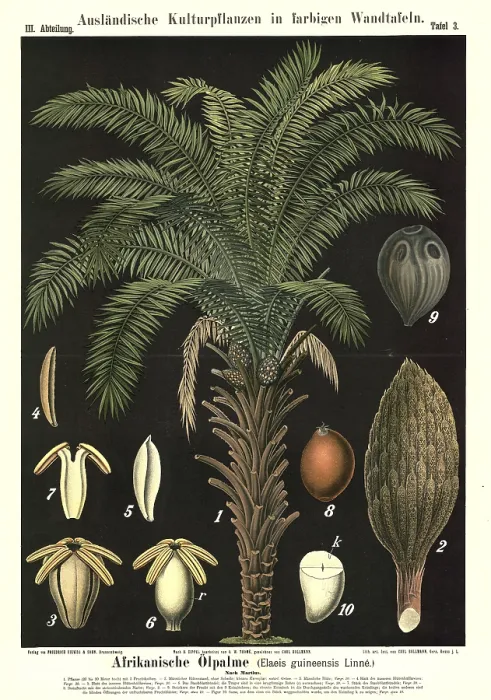 Framed Print : Cultivated plant, African oil palm