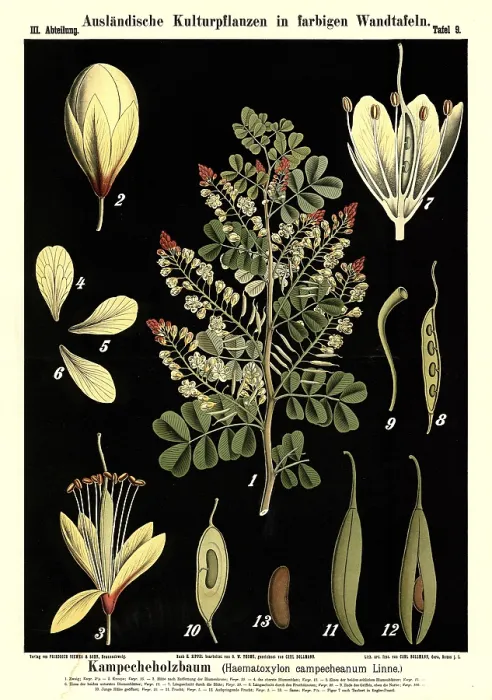 Framed Print : Cultivated plant, campecheanum tree Framed Print : Cultivated plant, campecheanum tree