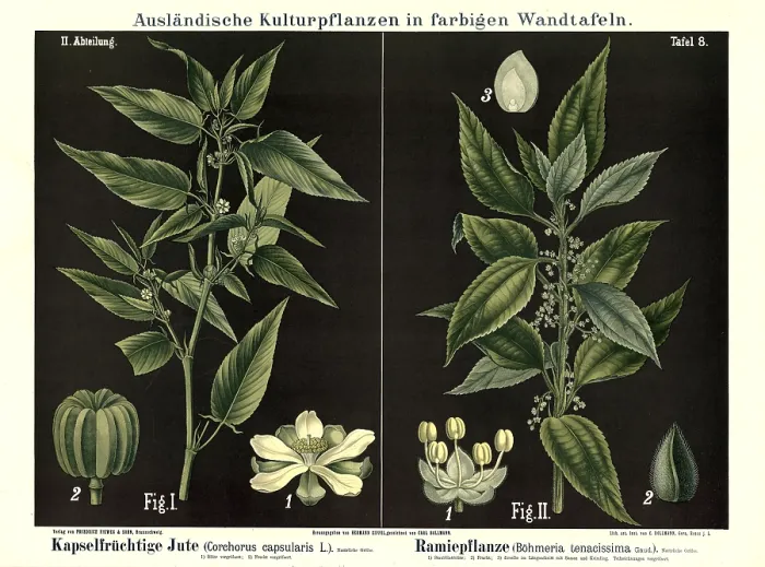 Framed Print : Cultivated plant, capsule fruit jute