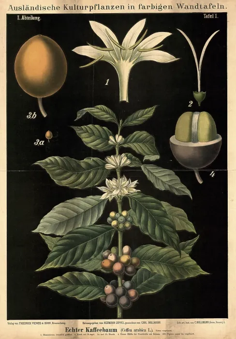 Framed Print : Cultivated plant, coffee, coffee tree