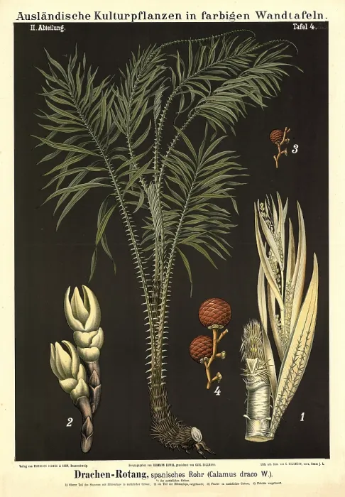 Framed Print : Cultivated plant, dragon rotang