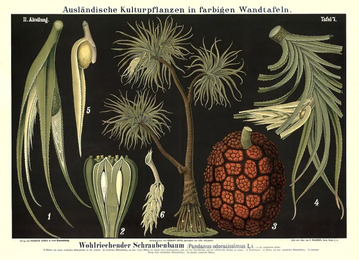 Framed Print : Cultivated plant, fragrant screw tree Framed Print : Cultivated plant, fragrant screw tree