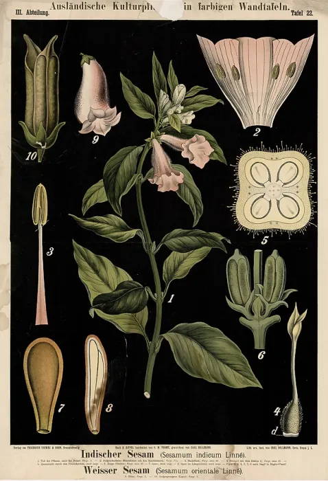 Framed Print : Cultivated plant, Indian sesame