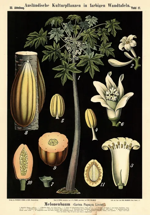 Framed Print : Cultivated plant, melon tree, Carica papaya