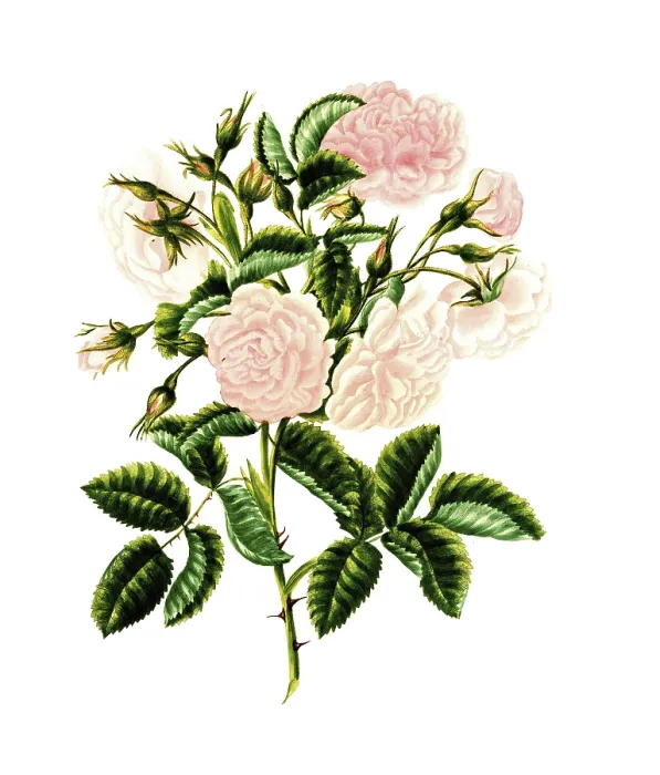 Framed Print : Cultivated plant, precious rose