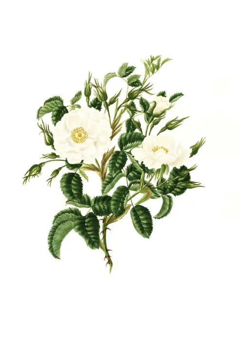 Framed Print : Cultivated plant, precious rose