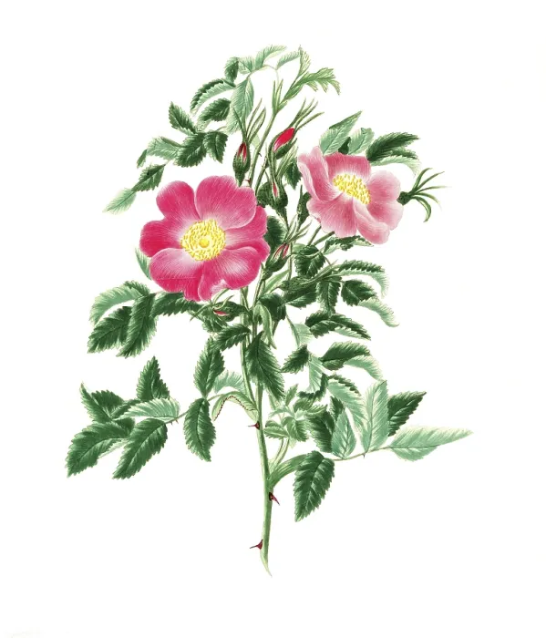 Framed Print : Cultivated plant, precious rose