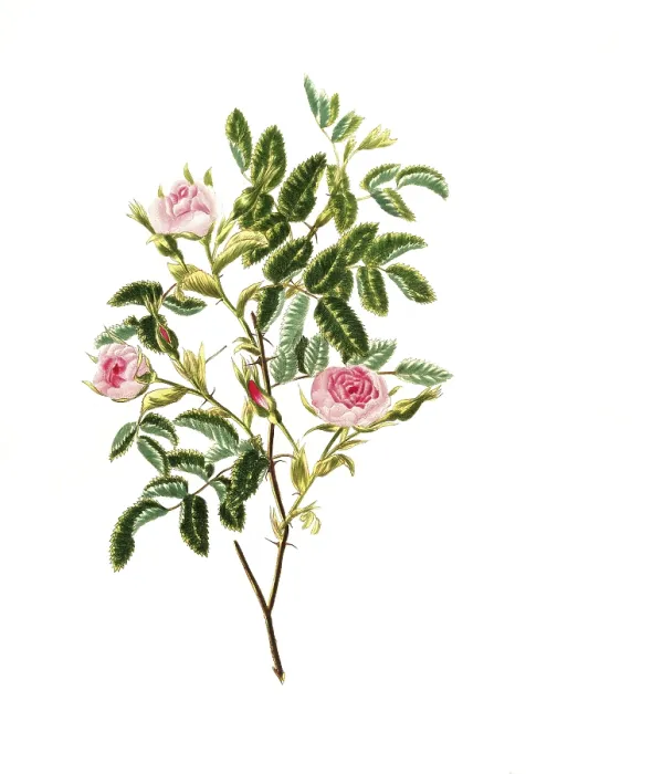 Framed Print : Cultivated plant, precious rose Framed Print : Cultivated plant, precious rose
