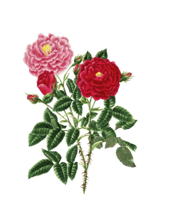 Framed Print : Cultivated plant, precious rose