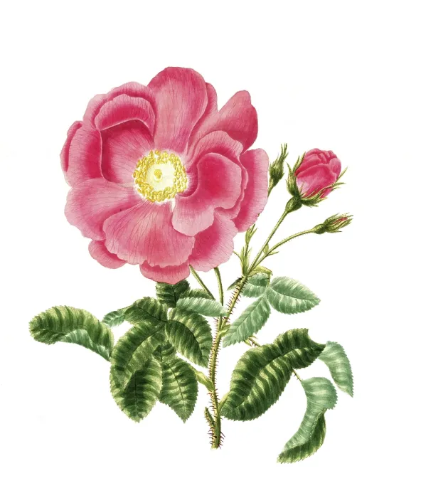 Framed Print : Cultivated plant, precious rose