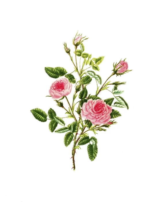 Framed Print : Cultivated plant, precious rose Framed Print : Cultivated plant, precious rose