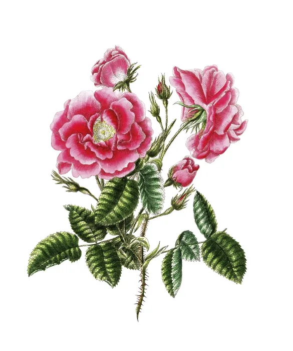 Framed Print : Cultivated plant, precious rose Framed Print : Cultivated plant, precious rose