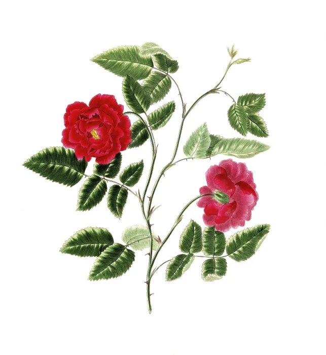 Framed Print : Cultivated plant, precious rose